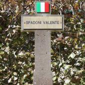 Grave of Valente SPADONI
