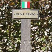 Grave of Santo OLIVA