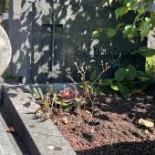 Grave of Joseph Rodolphe BALTHASART